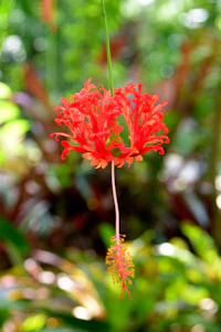 a red flower hanging from a branch in the jungle
